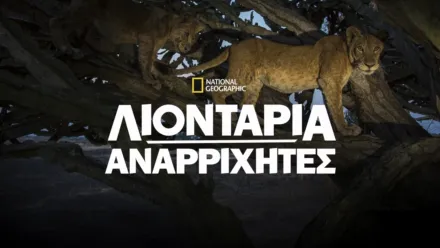 thumbnail - Λιοντάρια Αναρριχητές