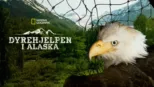 thumbnail - Dyrehjelpen i Alaska