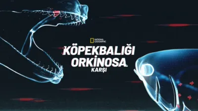 Köpekbalığı Ve Ton Balığı