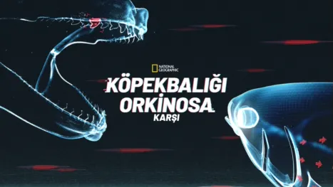 thumbnail - Köpekbalığı Orkinosa Karşı