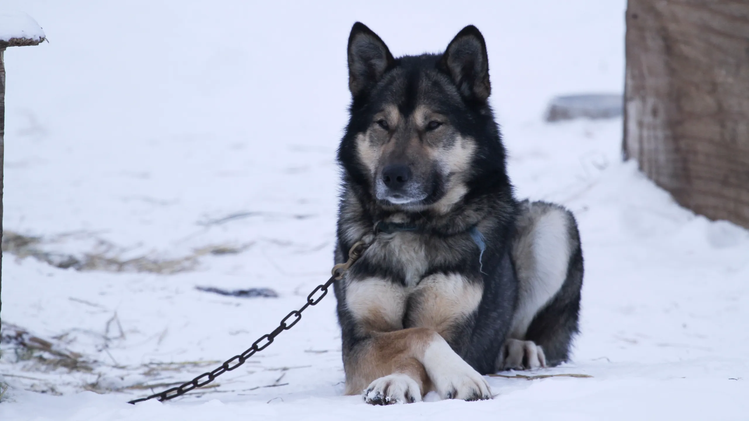 thumbnail - S1:E4 Wolf at the Door