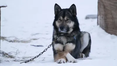 thumbnail - S1:E4 Wolf at the Door