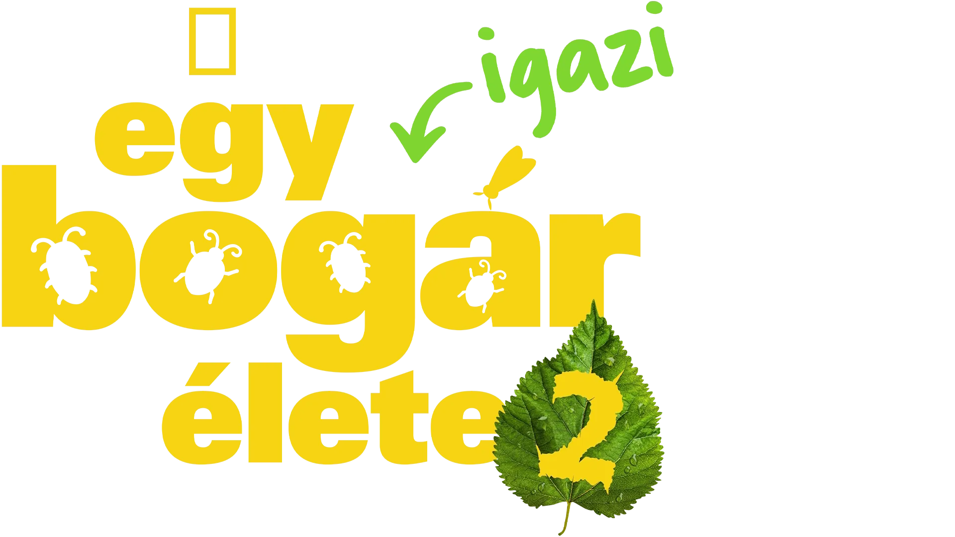 Egy igazi bogár élete