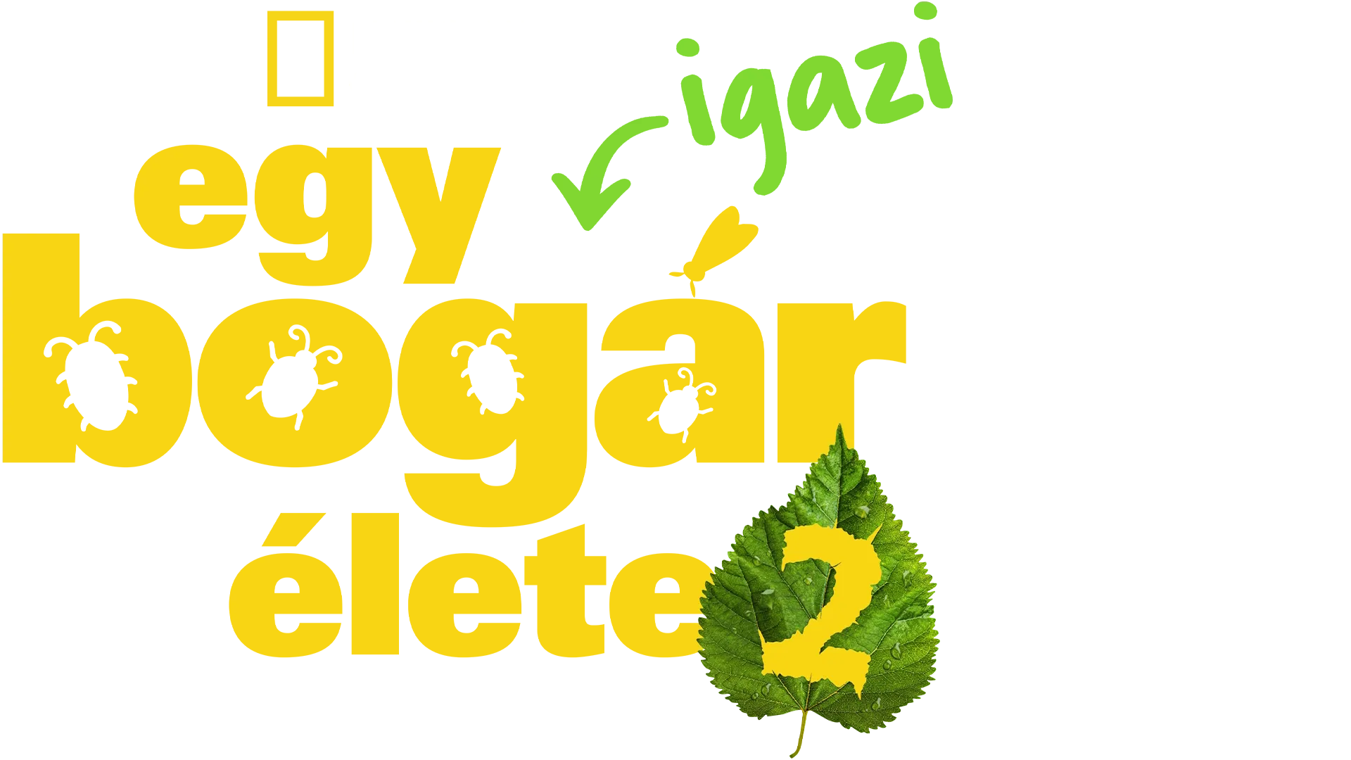 Egy igazi bogár élete
