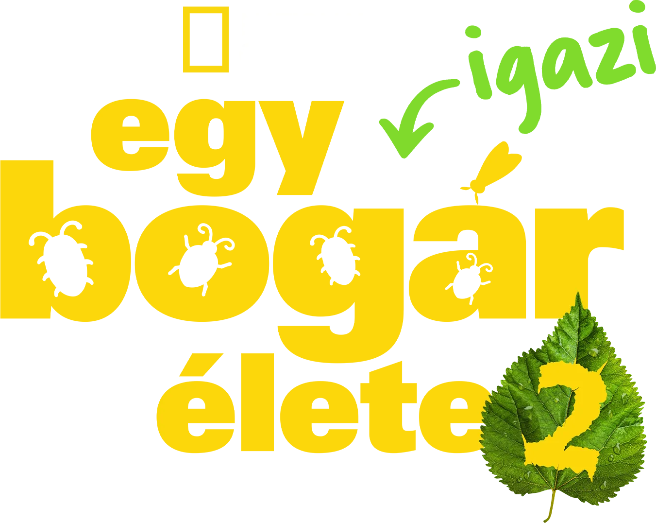 Egy igazi bogár élete