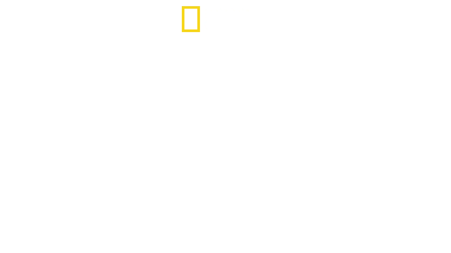 Delfini Vs Squali