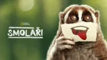 thumbnail - Smolaři