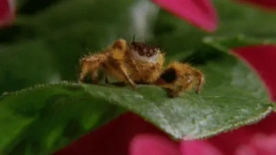 thumbnail - S1:E4 Spooky Spider feat. Parry Gripp