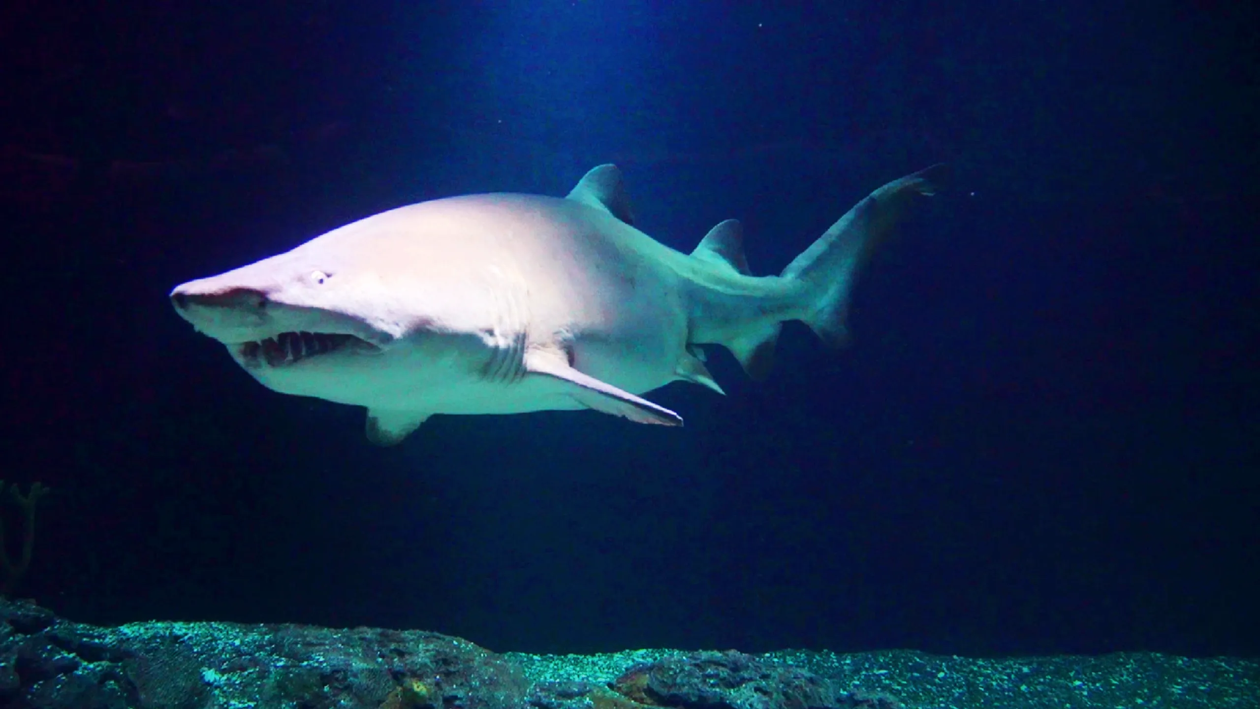 thumbnail - S1:E2 Swimming With A Small Shark