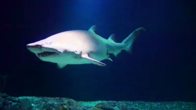 thumbnail - S1:E2 Swimming With A Small Shark