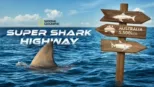 thumbnail - Super Shark Highway