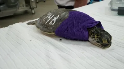 thumbnail - S2:E3 Sea Turtle SOS