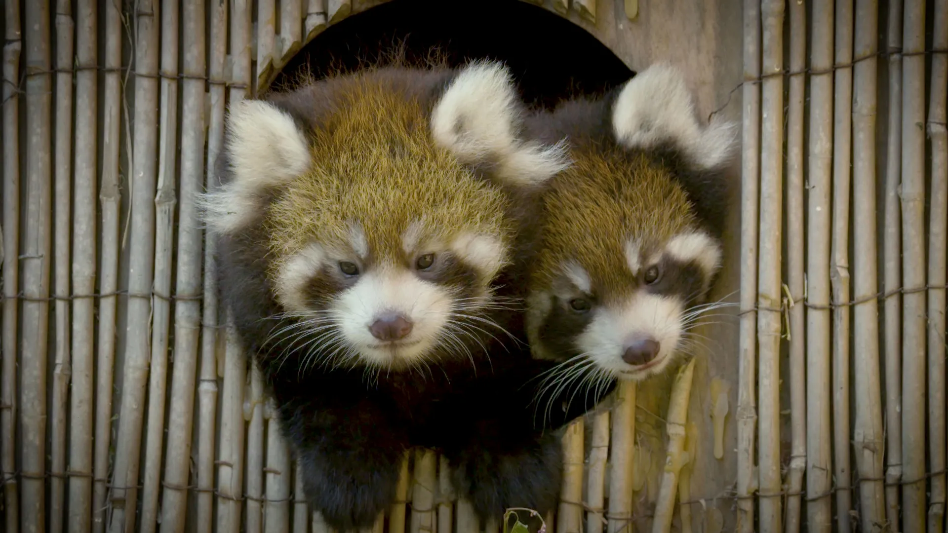 thumbnail - S5:E5 Red Panda Drama Mama