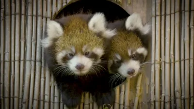 thumbnail - S5:E5 Red Panda Drama Mama