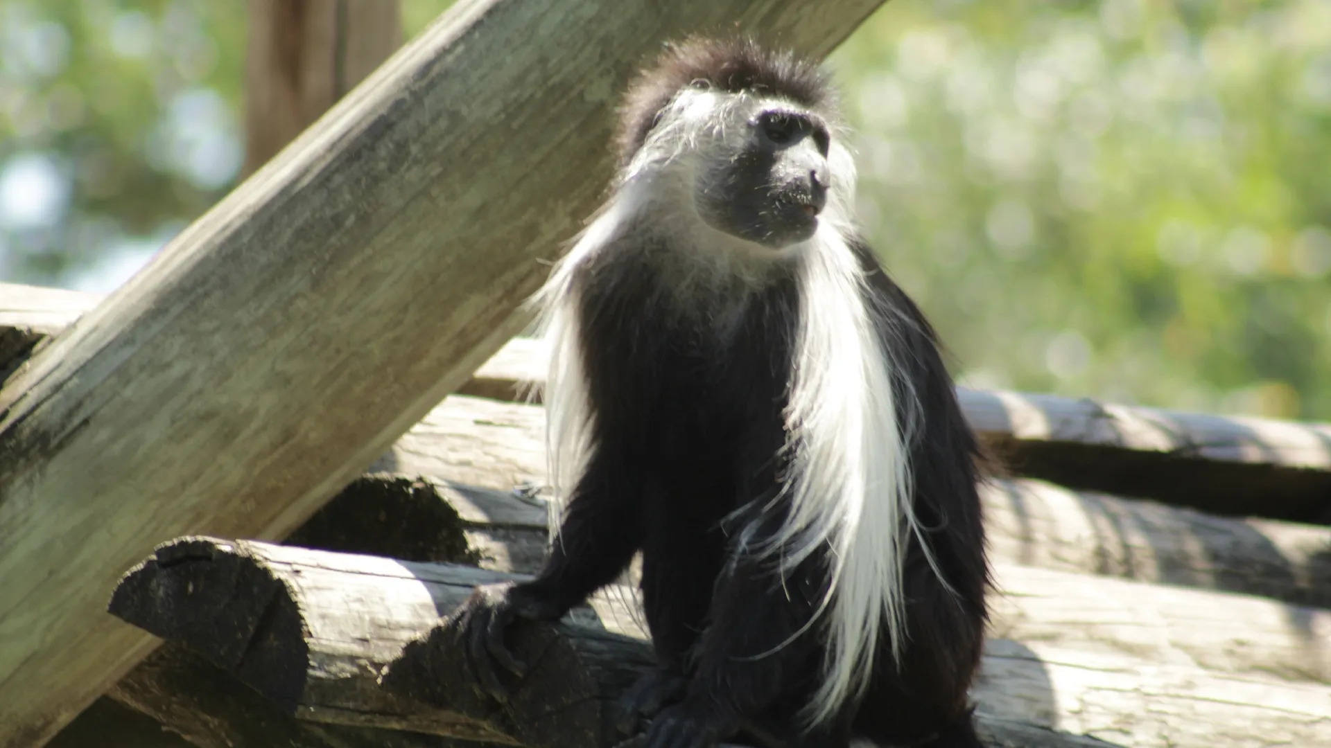 thumbnail - S4:E12 Monkey Business