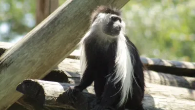 thumbnail - S4:E12 Monkey Business