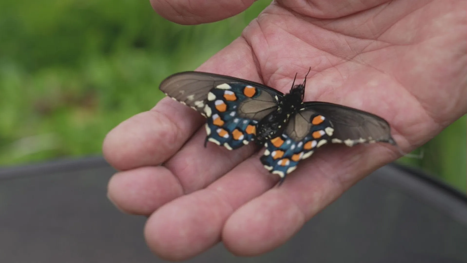 thumbnail - S4:E6 The Butterfly Keeper