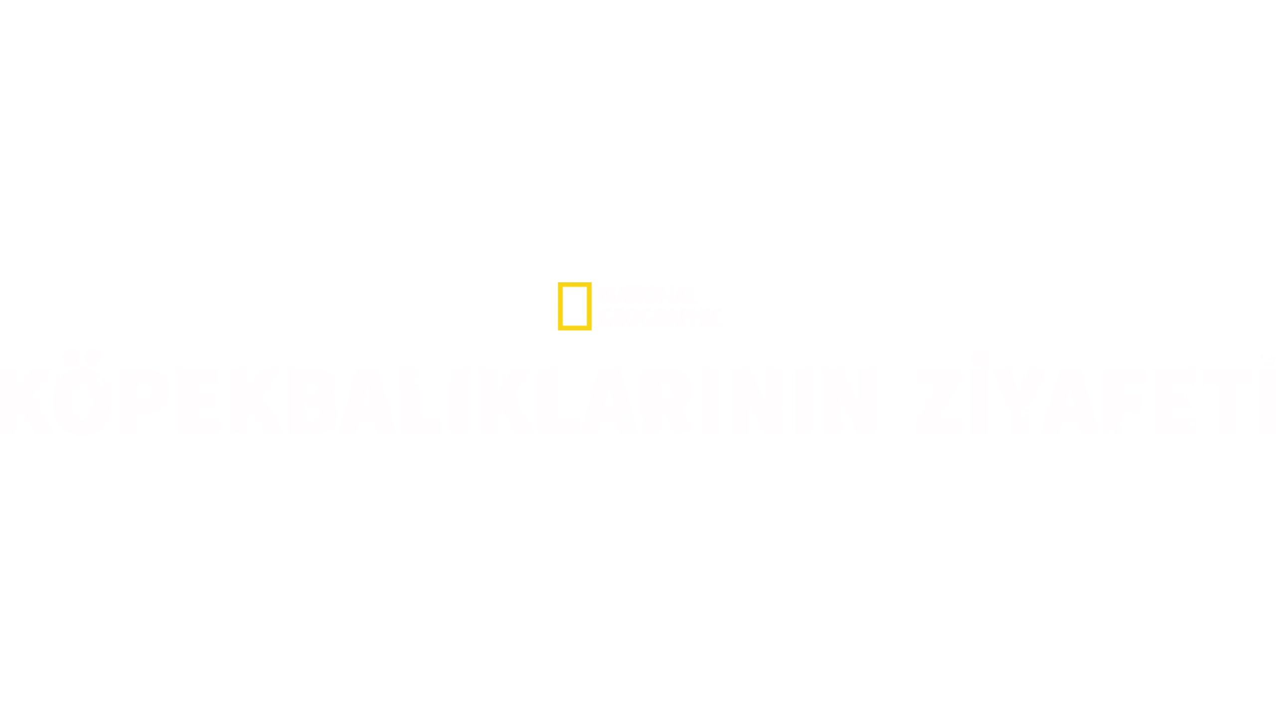 Köpekbalıklarının Ziyafeti