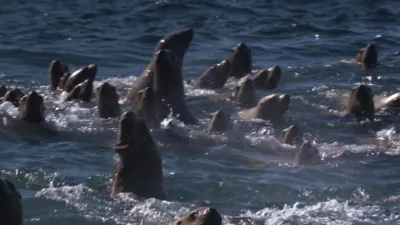 thumbnail - S2:E1 All Bark And No Pup