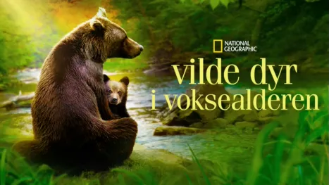 thumbnail - Vilde dyr i voksealderen