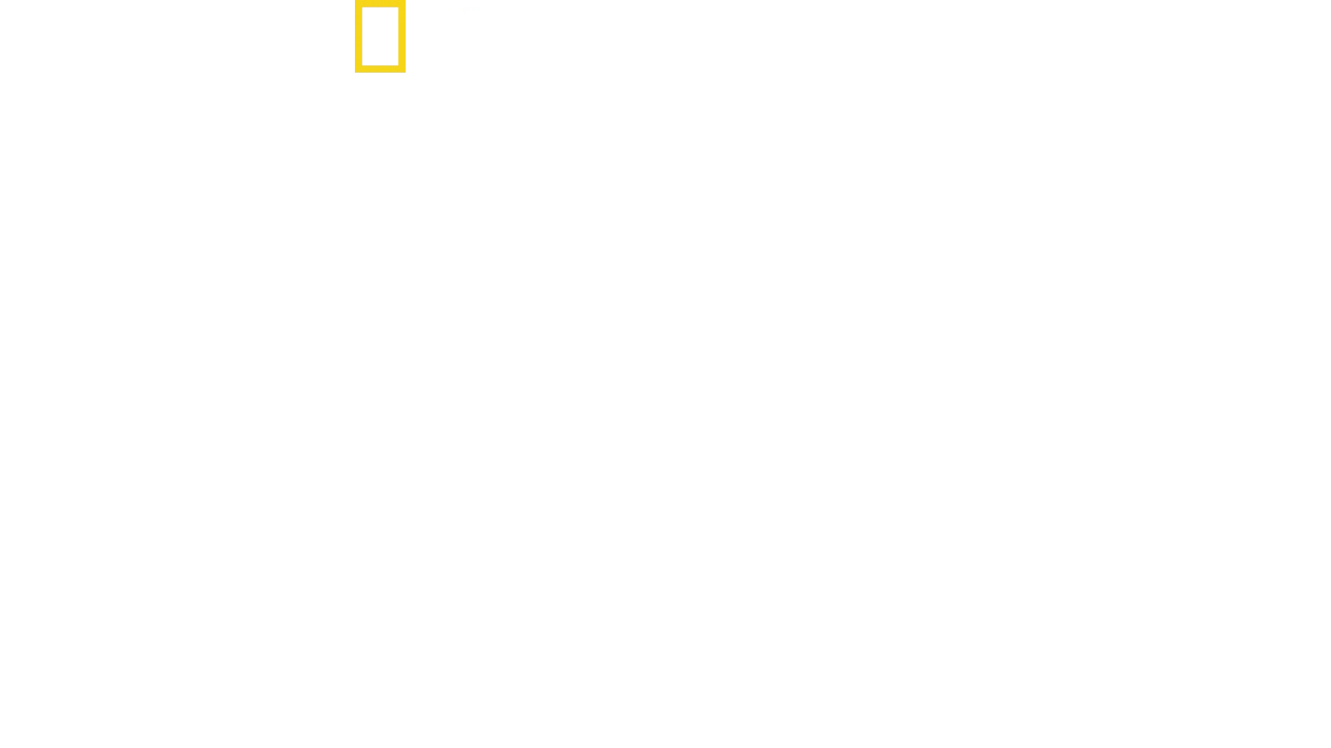 Requin vs Surfeur