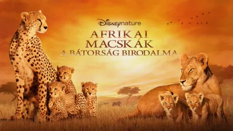 thumbnail - Afrikai macskák - A bátorság birodalma