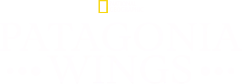 Patagonia Wings