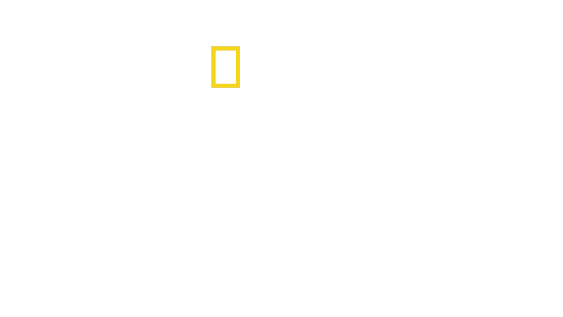 Vita da scimpanzé