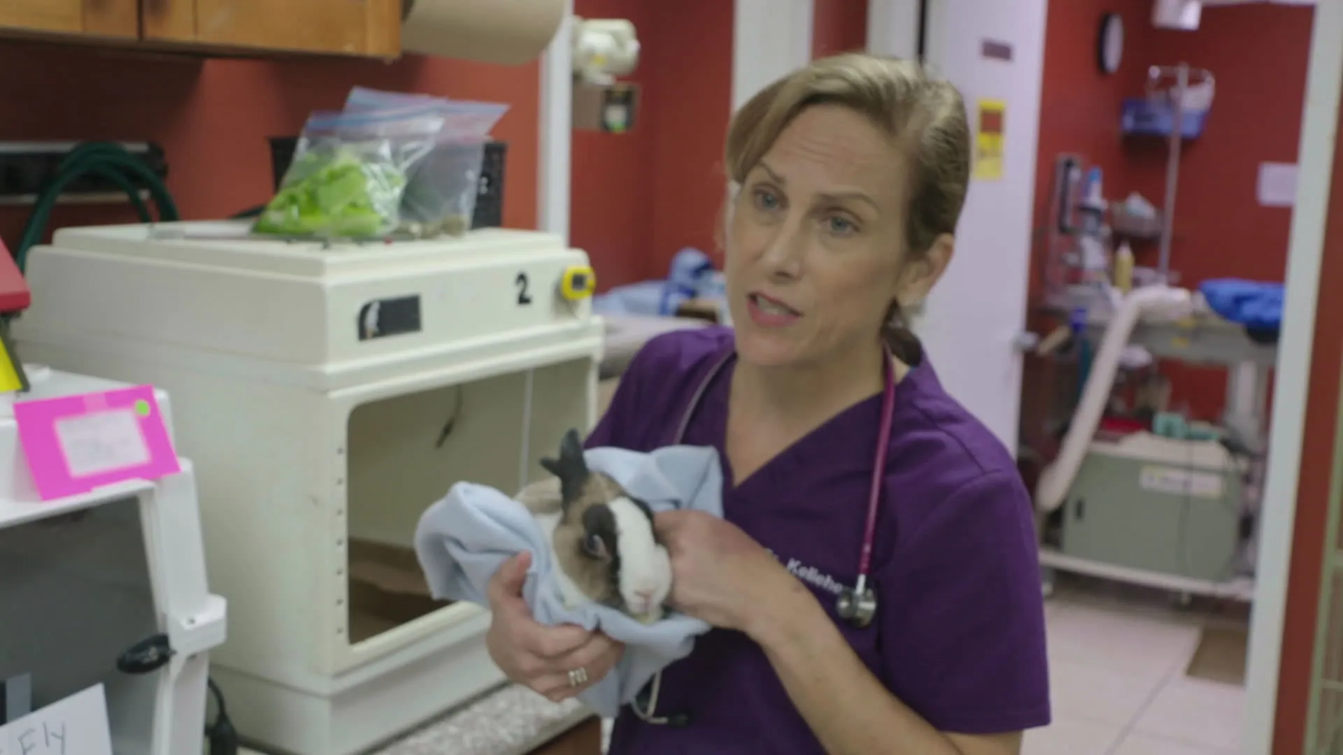 thumbnail - S9:E1 I Wallaby Your Baby!