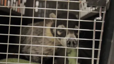 thumbnail - S1：第4話「猫:噛み砕かれた顎」