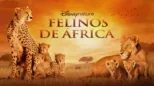thumbnail - Felinos de África
