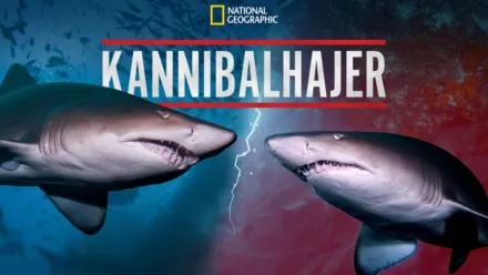 thumbnail - Kannibalhajer