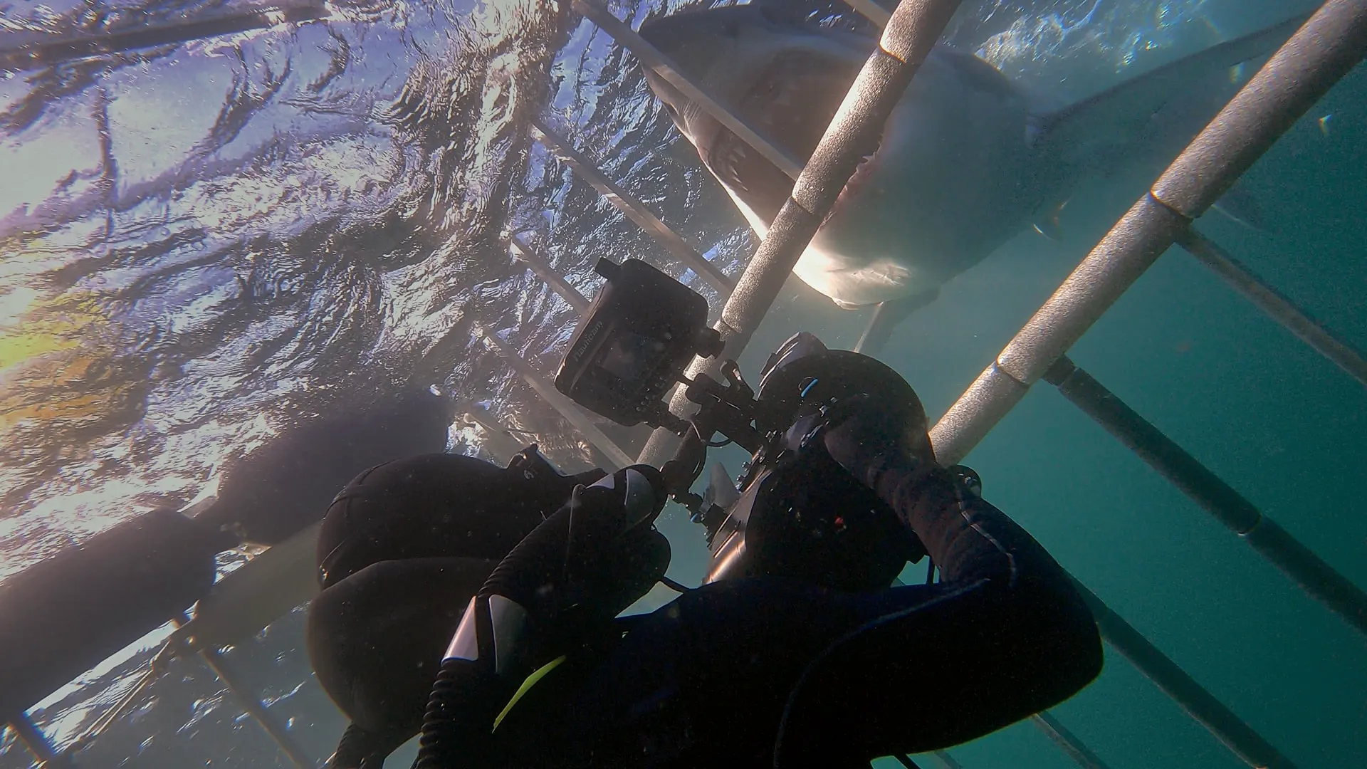 Diver in a shark cage just below the surface of the water taking a photo of a shark.