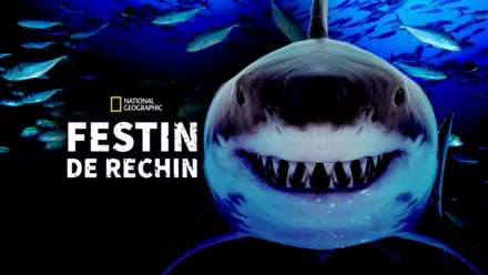 thumbnail - Festin de rechin
