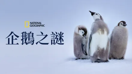 thumbnail - 企鵝之謎