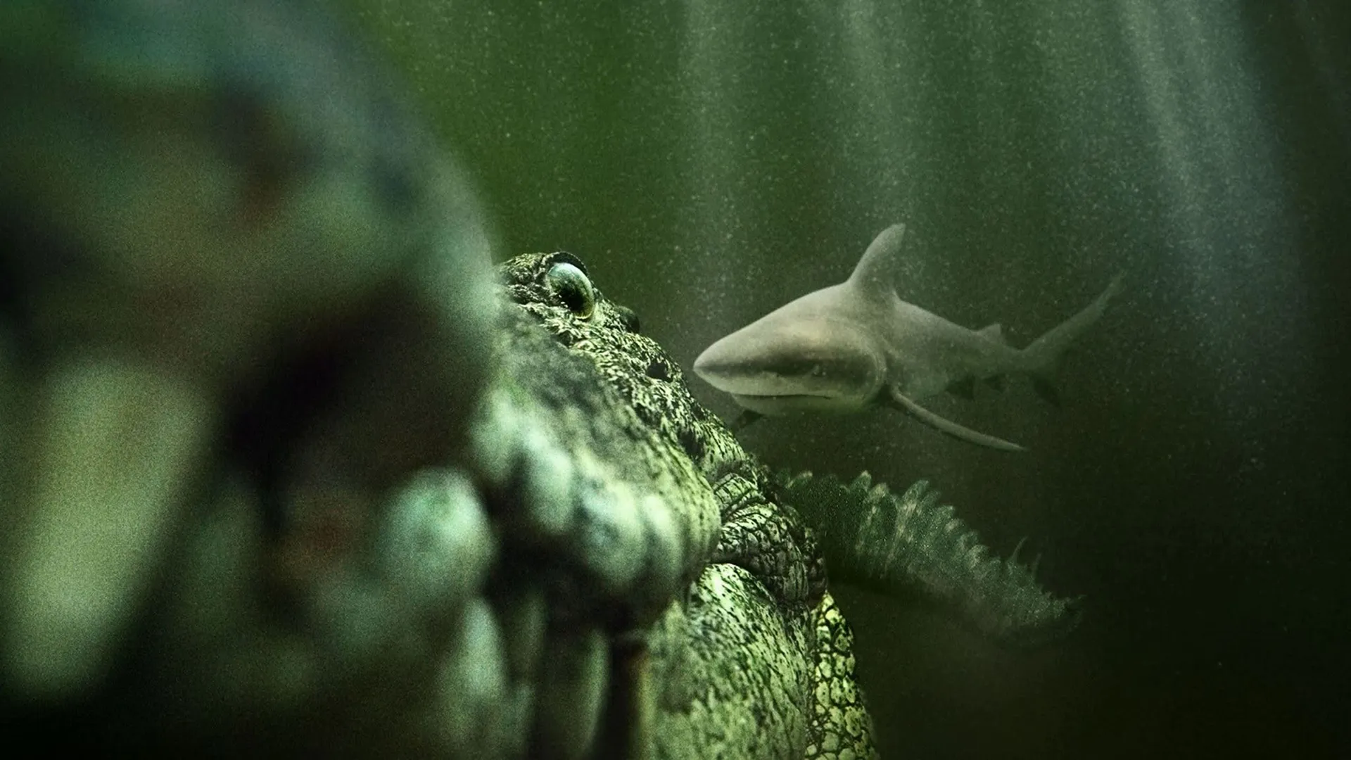  A saltwater crocodile interacting with a shark in the wild.