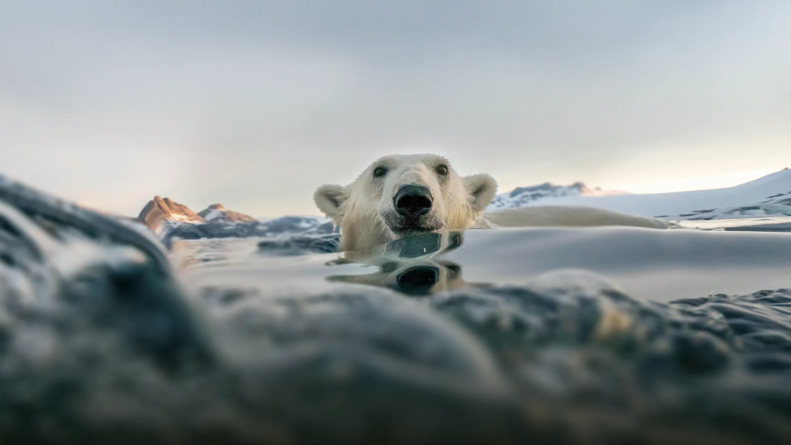 PolarBear_StepIntoWonder