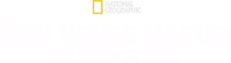 Den vilde natur: Yellowstone