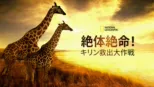thumbnail - 絶体絶命！キリン救出大作戦