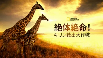 絶体絶命！キリン救出大作戦