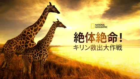 thumbnail - 絶体絶命！キリン救出大作戦