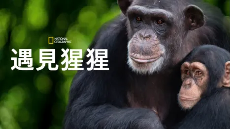 thumbnail - 《遇見猩猩》