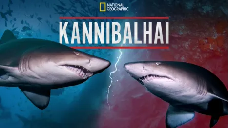 thumbnail - Kannibalhaier