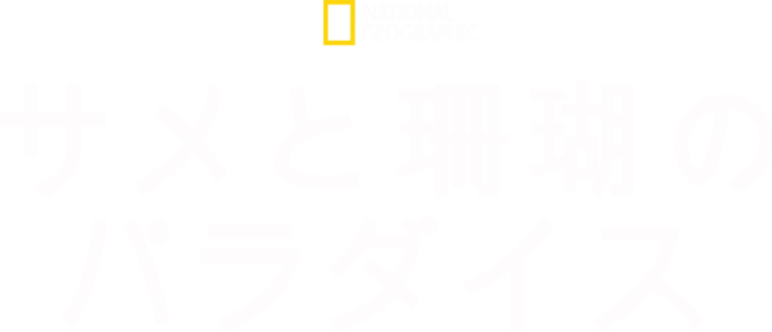 サメと珊瑚のパラダイス