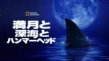 thumbnail - 満月と深海とハンマーヘッド