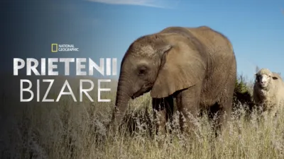 Prietenii bizare