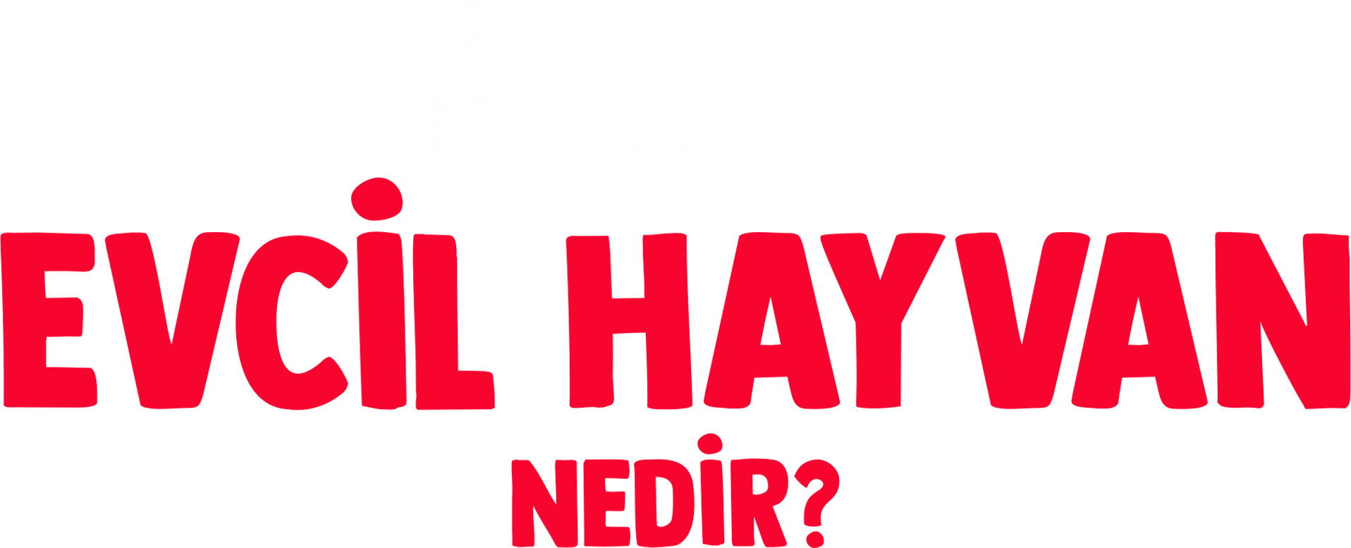 Forky Soruyor: Evcil Hayvan Nedir?