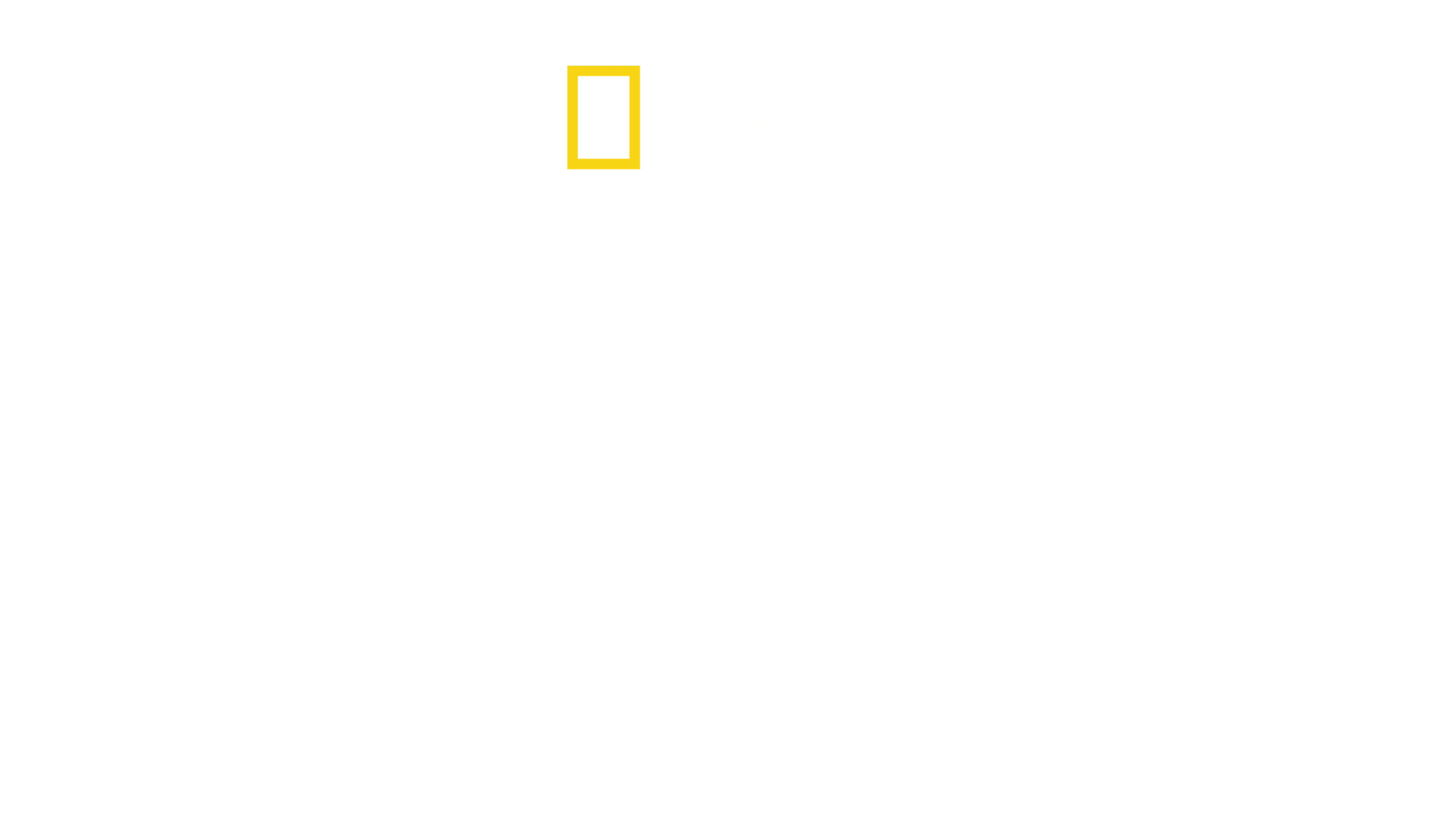 Tiburones bebé