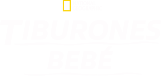 Tiburones bebé