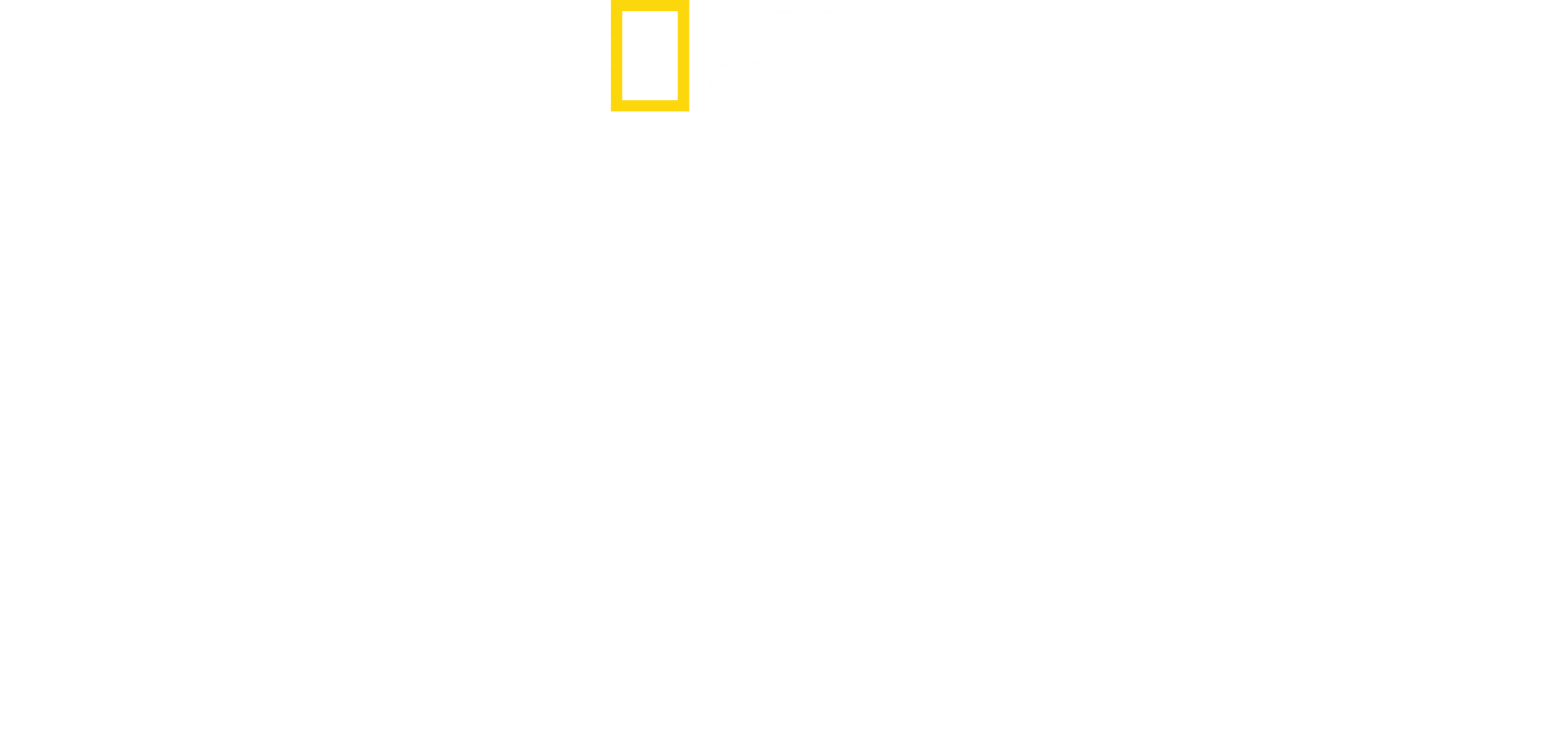 Tiburones bebé
